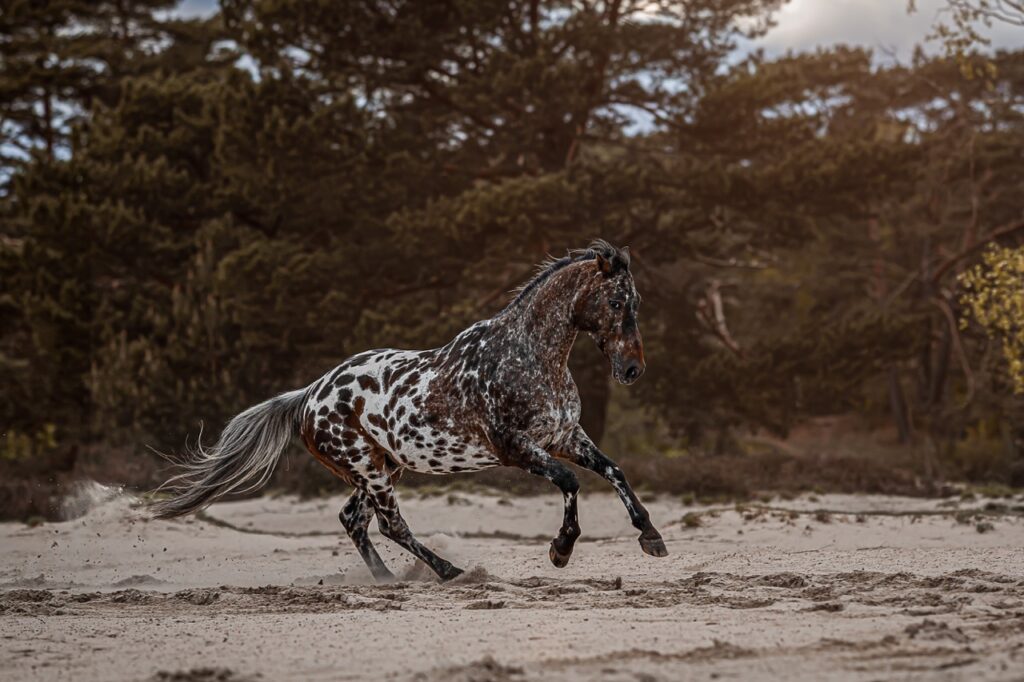Paarden- en ponyfotografie - Aanbod