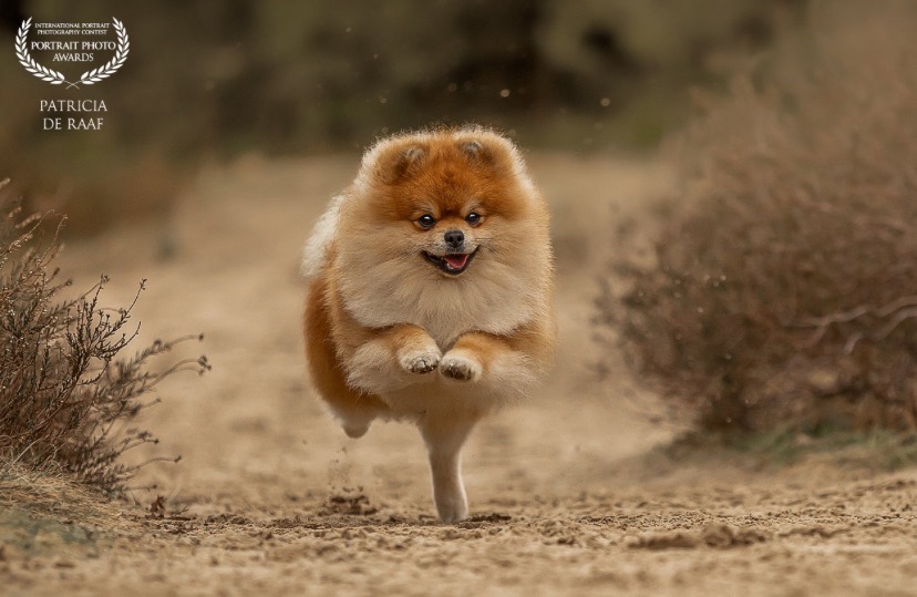 Honden fotografie - aanbod