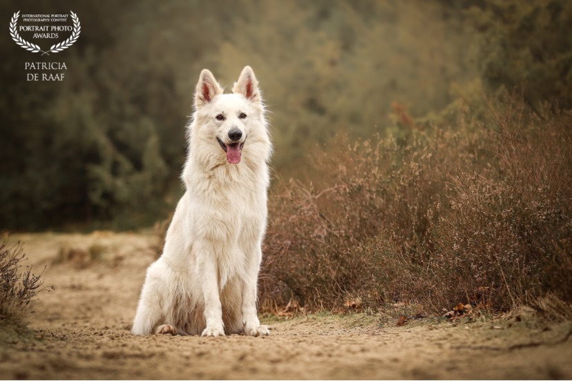 Honden fotografie - Patricia de Raaf Fotografie